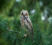 GreatHornOwlet001